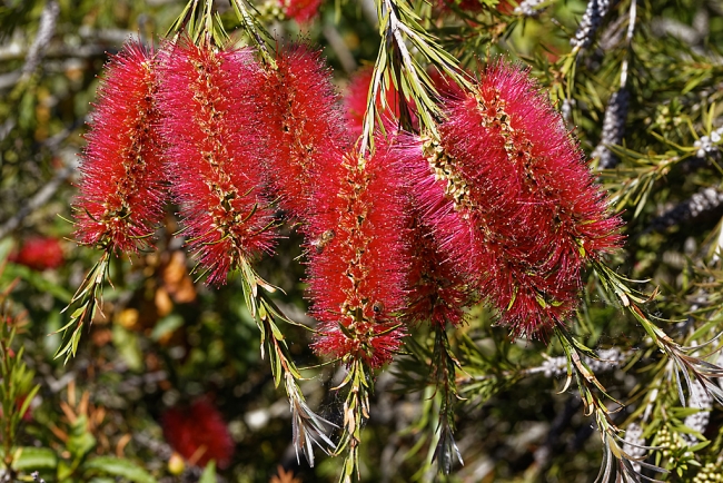 Jardin Botanique de la Bastide-032